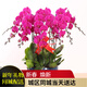 柏鈺蝴蝶蘭盆栽新年禮物春節鮮花年宵花卉開(kāi)業(yè)喬遷盆景高檔蘭花同城送 A10株