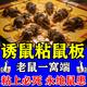 鑫圭粘鼠板強力大號老鼠粘強力貼粘鼠板京東店老鼠特效藥捕捉器包殺 【20張】家里家外 一次全窩端