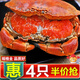 新鮮大面包蟹愛(ài)爾蘭進(jìn)口鮮活熟凍母蟹黃滿(mǎn)超大黃金蟹螃蟹大皇帝蟹 熟凍面包蟹【400-600g/只】*2只