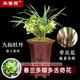 華香園蘭花 九仙牡丹 春蘭奇花 蘭花苗 濃香型 冬帶花苞辦公室內盆栽盆 九仙牡丹5苗連體裸根帶花苞