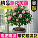 開(kāi)時(shí)果 香妃山茶花盆栽帶花苞發(fā)貨 四季花卉室內綠植物山茶花樹(shù)苗好養活 【約40-50cm】山茶花+花瓣陶瓷盆