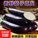 山東新鮮綠把紫皮長(cháng)茄現摘現發(fā)新鮮嫩茄新鮮時(shí)令蔬菜生鮮 新鮮綠把紫茄 2斤 帶箱