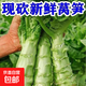 5斤自種老品種青筍萵苣萵筍批發(fā)新鮮萵筍應季蔬菜9斤新鮮現砍現發(fā)河南 5斤凈重新鮮萵筍
