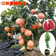 爾瀾杯苗嫁接三紅蜜柚樹(shù)苗果樹(shù)苗庭院陽(yáng)臺地栽盆栽水果苗木源頭直發(fā)