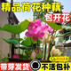 京悠雨荷花種藕盆栽觀(guān)賞水培蓮花缸栽蓮藕根苗池塘碗蓮睡蓮花卉水生 精品荷花苗3棵裝【混搭盲盒】送水溶肥 裸根不帶土
