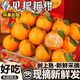 粵迎春見(jiàn)耙耙柑【閃送多地次日達】桔子新鮮四川水果現摘香甜爆汁現摘 9斤精選裝【單果70-80mm】?jì)?.0斤