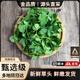 花農氏【順豐配送】草頭 上海本地農家三葉菜 新鮮蔬菜金花菜苜蓿草本地 1000g