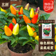 北蔬 七彩椒種子苗盆栽觀(guān)賞五彩小泡椒辣椒種籽 七彩小尖椒種子300粒