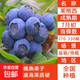 藍莓樹(shù)果苗L25藍莓苗盆栽地栽F6南方北方種植特大果樹(shù)苗四季結果 萊格西6年苗【原土發(fā)貨 當年結果】
