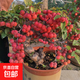 海棠花盆栽帶花苞樹(shù)苗老樁盆景庭院好養四季陽(yáng)臺植物室內花卉綠植 冬紅果海棠  8年老樁【先開(kāi)花后結果】 不含盆
