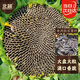 北蔬向日葵種子食用盆栽觀(guān)賞大粒瓜子葵花籽 食用向日葵種子約200粒