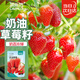 菜禾地 奶油草莓種子苗四季盆栽陽(yáng)臺水果種籽 奶油草莓種子600粒