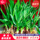 育禾農 黃花菜苗種苗根苗秧苗種子食用四季蔬菜籽 黃花菜根20棵/剪掉綠葉發(fā)貨