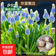 葡萄風(fēng)信子種球耐寒盆栽地栽庭院球根種子植物多年生風(fēng)信子花卉 少女山（周長(cháng)9/10cm）/精選3球+肥