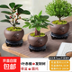 室內盆栽菩提樹(shù)盆景辦公小葉赤楠發(fā)財樹(shù)文竹綠植物好養除甲醛客廳 小盼菩提+獨桿發(fā)財樹(shù)+小葉赤楠（舍得紫砂盆+圓托） 含苔蘚