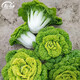 壽禾 黃心菜油菜種子玫瑰烏塌菜白菜菜籽菜子蔬菜秋冬黑菜種籽 黃心烏種子 100g裝