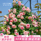 海蒂的花園旗艦店月季花卉盆栽小苗灌木薔薇陽(yáng)臺觀(guān)賞南北方四季可種原盆原土 粉色龍沙寶石15cm盆 含盆