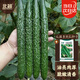 北蔬黃瓜種子苗老品種春季種密刺綠心蔬菜種籽 瓜滿(mǎn)多大黃瓜種子100粒