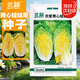 北蔬黃心娃娃菜種子四季小白菜冬春季蔬菜種子 農家黃心娃娃菜種子5g