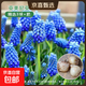 葡萄風(fēng)信子種球耐寒盆栽地栽庭院球根種子植物多年生風(fēng)信子花卉 亞美尼亞（周長(cháng)9/10cm）/精選3球+肥