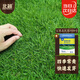 北蔬 高檔草坪種子護坡草籽矮生四季青庭院綠化 百草豐茂草坪種子1斤