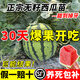 臨雅西瓜苗秧盆栽麒麟大西瓜種籽南方嫁接無(wú)籽西瓜水果蔬菜苗秧苗 甜到掉牙-無(wú)籽西瓜苗*3棵