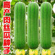 JCZS肉絲瓜種子農家高產(chǎn)早熟絲瓜籽蔬菜盆栽四季播種超長(cháng)大全庭院種植 香嫩肉絲瓜40粒/2包【原包】