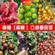 蟋蟀四季小番茄種子苗圣女果矮生西紅柿盆栽蔬菜種籽菜苗孑秧毛粉青甜 夢(mèng)想真甜番茄苗 6棵
