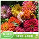 虹越 花卉種子萌吖吖春夏播系列花園庭院造景觀(guān)賞型花種 百日草 高桿混色