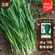 北蔬 韭菜種子苗老品種小細葉農家冬春四季蔬菜種籽 細葉雪韭種子120g
