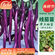 壽禾 長(cháng)茄杭茄種子大全蔬菜紫線(xiàn)茄冬春季盆栽壽光茄子菜籽 線(xiàn)茄杭茄苗6棵
