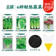 北蔬蔬菜種子空心菜莧菜木耳菜黃瓜快菜耐熱種籽 6種耐熱蔬菜種子套裝