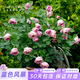 海蒂的花園旗艦店藍色風(fēng)暴月季花卉盆栽陽(yáng)臺庭院開(kāi)花月季苗多季開(kāi)花正版月季 月季藍色風(fēng)暴15cm盆 含盆