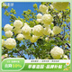虹越（HONGYUE）庭院木繡球花苗 中華木繡球花園觀(guān)賞歐洲木繡球花卉 【推薦】中華木繡球 1加侖