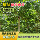 濱淇法國梧桐樹(shù)苗速生法桐苗小苗青皮梧桐綠化苗1.5公分1棵源頭直發(fā)