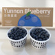 云南澄江撫仙湖花香藍莓脆甜天花板其它都是弟弟 空運當天次日達 L25花香藍莓400g*2桶裝凈重1.6斤+順豐空運 小果12mm+