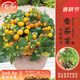 壽禾 盆栽矮生小番茄種子小西紅柿食用冬春季播種家庭陽(yáng)臺種蔬菜 黃矮生番茄苗6棵