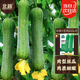 北蔬 肉絲瓜種子苗肉線(xiàn)絲瓜菜瓜蔬菜種籽 濰嫩5號肉絲瓜種子10g約85粒