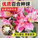 佳賀（JIAHE）百合花種球香水百合四季開(kāi)花好養活花卉植物室內外花苗盆栽花種子 百合單瓣（不分顏色）6顆-送營(yíng)養液