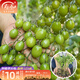 壽禾青甜2號小番茄苗老品種香甜綠果壽光蔬菜苗種苗 青甜2號小番茄苗 6棵