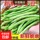 新鮮現摘四季豆角農家蔬菜九月青油豆角整箱蔬菜生鮮源頭直發(fā) 云南四季豆新鮮現摘【凈重1斤】