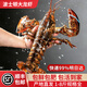 海掏掏【活鮮】鮮活波士頓龍蝦波龍 生鮮大蝦 順豐次日達包活 凈重 550-650g/只*2只