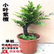 暮青小葉紫檀樹(shù)苗紫檀盆景四季常青植物觀(guān)葉花卉盆栽四季好養盆景 獨桿小葉紫檀老樁粗桿