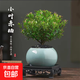 小葉赤楠盆栽室內外花卉桌面茶臺小綠植好養凈化空氣植物精致小巧 特A級小葉赤楠+藍色冰裂陶瓷盆+方底座+肥料+黑沙