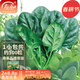 壽禾 大葉小葉菠菜種子大全波菜種紅根耐寒蔬菜四季播壽光冬春季菜籽 壽禾大葉菠菜種子5g約500粒
