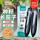 菜禾地長(cháng)茄種子苗四季種植露地大棚盆栽蔬菜種籽 澤安德長(cháng)茄種子約100粒