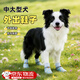 狗狗鞋子大型犬狗狗腳套中型犬寵物鞋邊牧金毛鞋子軟底甩不掉防水 滿(mǎn)印小狗（四季款）4只 5XL（建議體重60-80斤）
