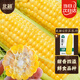 北蔬 水果玉米種子種苗超甜可生食玉米種籽 美甜六號水果玉米種子40g