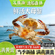 萊州鮮活梭子蟹滿(mǎn)黃母蟹超大母蟹鮮活野生飛蟹海鮮新鮮水產(chǎn)生鮮 【全母滿(mǎn)黃紅膏蟹】禮盒裝大禮包 6-9兩/只【凈重5斤萊州梭子蟹】