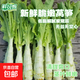 新鮮萵筍農家露天種植時(shí)令蔬菜超市直播間生鮮買(mǎi)菜京東快遞 新鮮萵筍1斤【含箱】